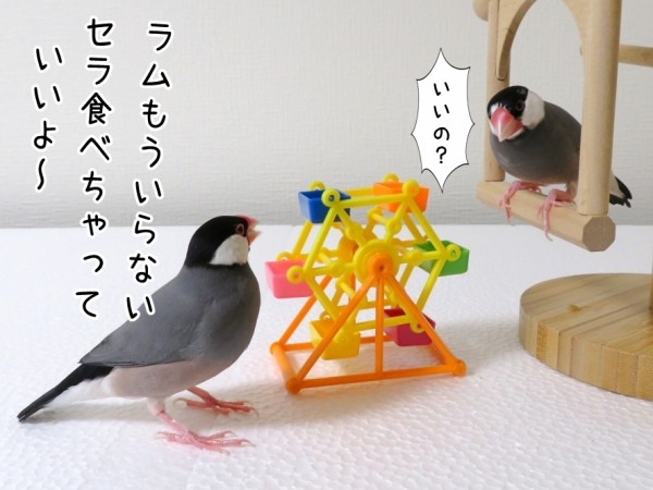 観覧車とおやつと文鳥 : ブンチョ日誌 Powered by ライブドアブログ