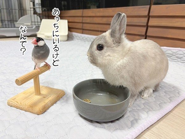 うさぎのルリ(6/17追記) : ブンチョ日誌 Powered by ライブドアブログ