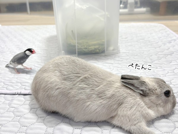 うさぎのルリ(6/25追記) : ブンチョ日誌 Powered by ライブドアブログ