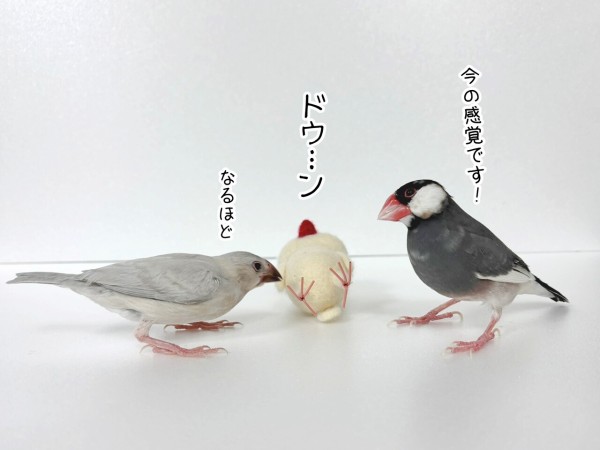 我が家の文鳥たちの伝統芸？ : ブンチョ日誌 Powered by ライブドアブログ