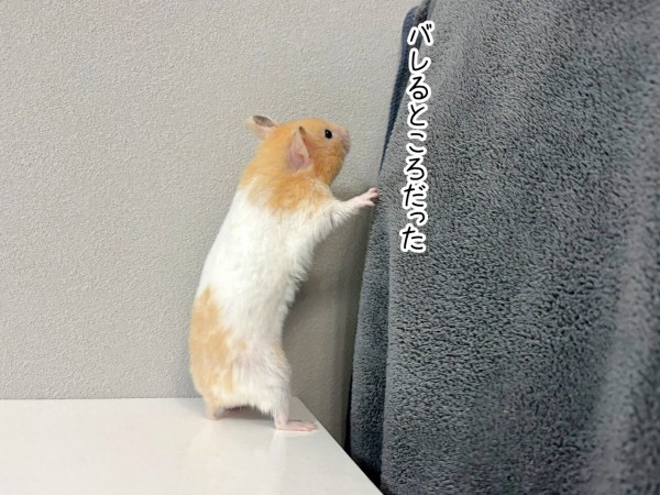 今日のプリン(7/24追記) : ブンチョ日誌 Powered by ライブドアブログ