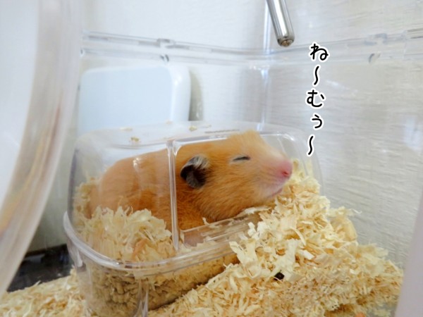 今日のコロンさん ヒメ 8 18追記 ブンチョ日誌 Powered By ライブドアブログ