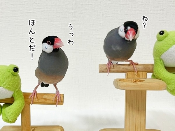 ふーちゃんの尾羽 : ブンチョ日誌 Powered by ライブドアブログ