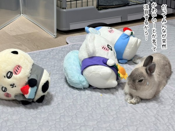うさぎのルリ(7/26追記) : ブンチョ日誌 Powered by ライブドアブログ