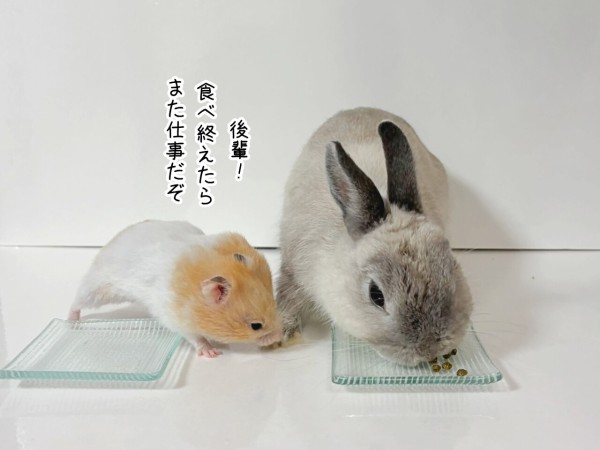 ハムスターのプリンとうさぎのルリ(2/2追記) : ブンチョ日誌 Powered