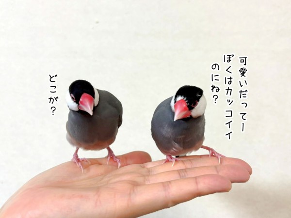 我が家の可愛い可愛い文鳥たちで : ブンチョ日誌 Powered by