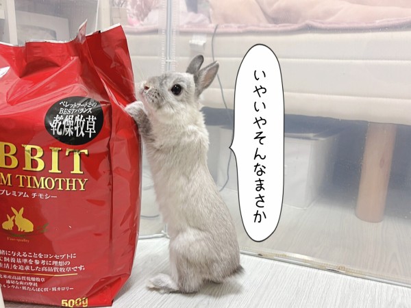うさぎのルリ(1/14追記) : ブンチョ日誌 Powered by ライブドアブログ