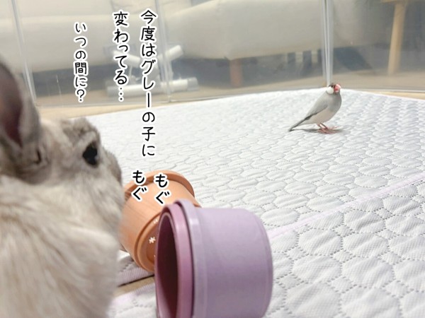 うさぎのルリと文鳥(5/25追記) : ブンチョ日誌 Powered by ライブドア