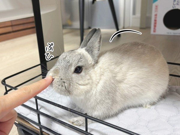 うさぎのルリ(3/26追記) : ブンチョ日誌 Powered by ライブドアブログ