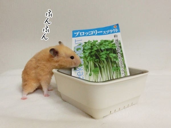 今日のコロンさん 5 11追記 ブンチョ日誌 Powered By ライブドアブログ