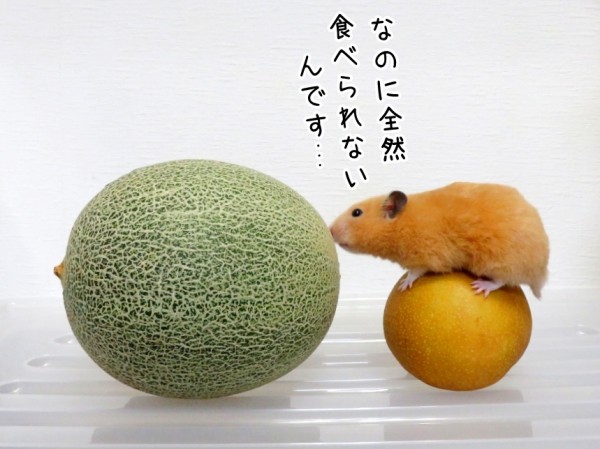 今日のコロンさん ヒメ 8 8追記 ブンチョ日誌 Powered By ライブドアブログ