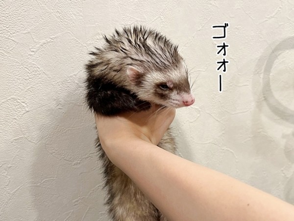 今日のヒメちゃん 3 10追記 ブンチョ日誌 Powered By ライブドアブログ