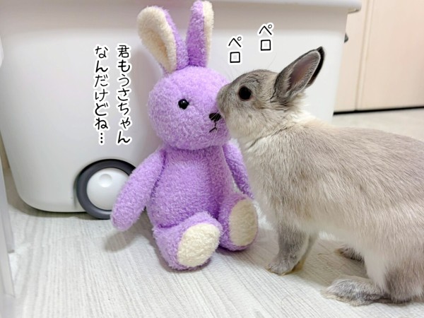 うさぎのルリ(4/20追記) : ブンチョ日誌 Powered by ライブドアブログ