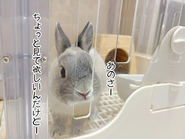 うさぎのルリ(6/16追記) : ブンチョ日誌 Powered by ライブドアブログ