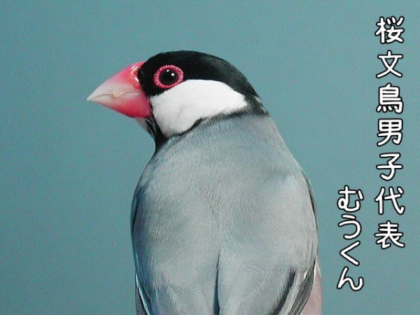 男女比 ブンチョ日誌 Powered By ライブドアブログ