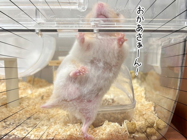 今日のプリン(7/20追記) : ブンチョ日誌 Powered by ライブドアブログ