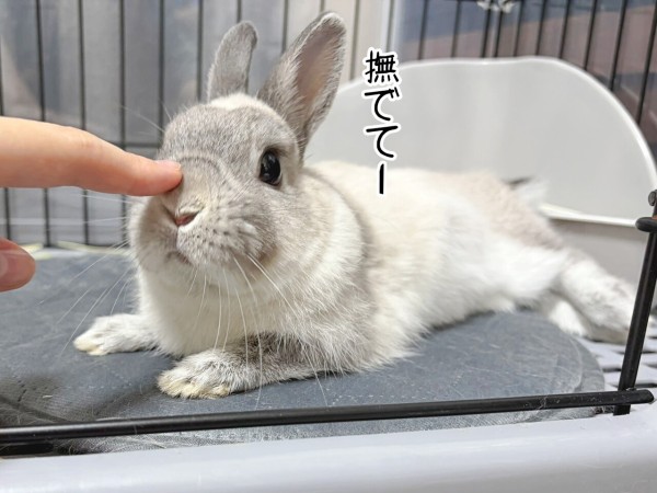 うさぎのルリ(5/2追記) : ブンチョ日誌 Powered by ライブドアブログ