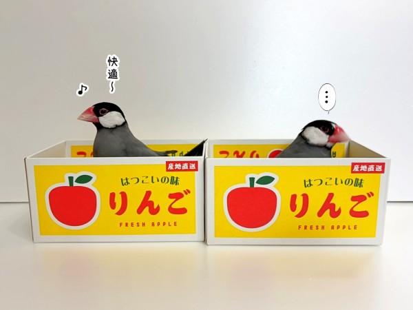 快適な文鳥と寂しい文鳥 : ブンチョ日誌 Powered by ライブドアブログ