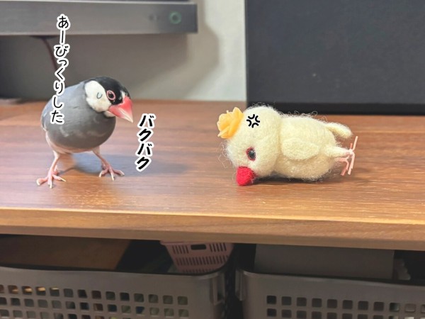 みんな鳥になって パンフレット 魅力的な鳥達と自然 ～千島列島～ Hobby's World｜野鳥撮影や