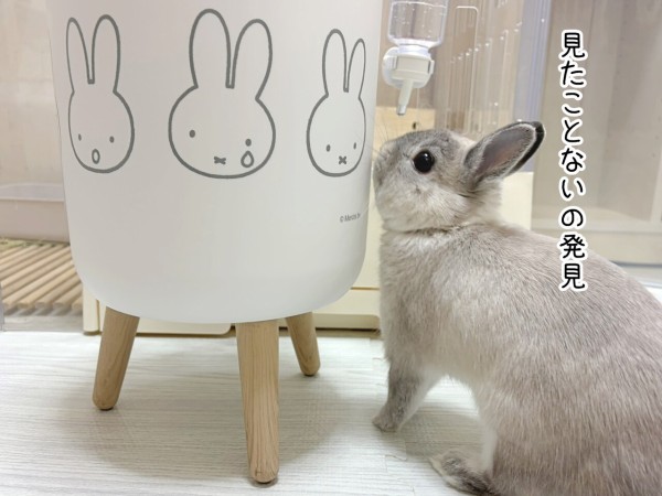 うさぎのルリ(9/29追記) : ブンチョ日誌 Powered by ライブドアブログ