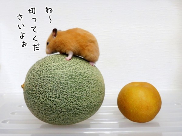 今日のコロンさん ヒメ 8 8追記 ブンチョ日誌 Powered By ライブドアブログ