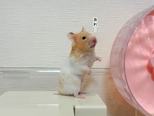 プリン ページ ゼブラ GX420t / GX430t プリンタ（Zebra Technologies