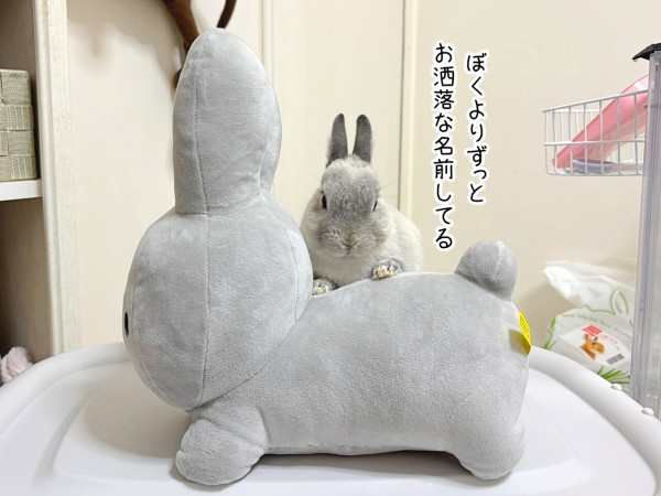うさぎのルリ(2/24追記) : ブンチョ日誌 Powered by ライブドアブログ