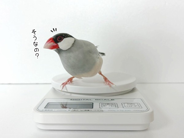 減っていますように…！ : ブンチョ日誌 Powered by ライブドアブログ