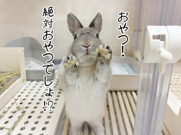 うさぎのルリ(5/26追記) : ブンチョ日誌 Powered by ライブドアブログ
