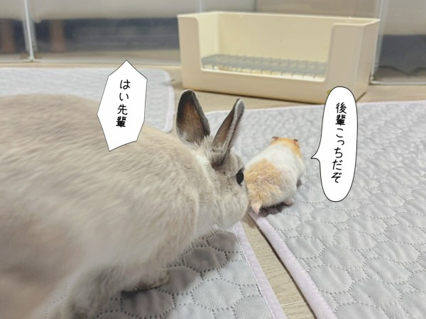 ハムスターのプリンとうさぎのルリ(2/2追記) : ブンチョ日誌 Powered
