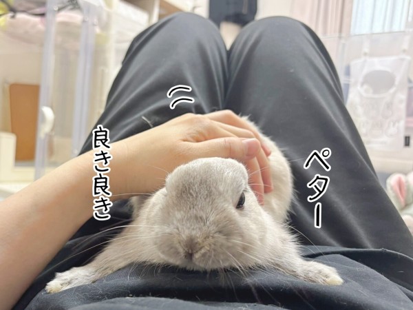 うさぎのルリ(12/25) : ブンチョ日誌 Powered by ライブドアブログ