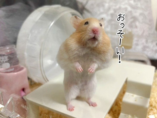 今日のプリン(2/24追記) : ブンチョ日誌 Powered by ライブドアブログ