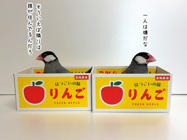 快適な文鳥と寂しい文鳥 : ブンチョ日誌 Powered by ライブドアブログ