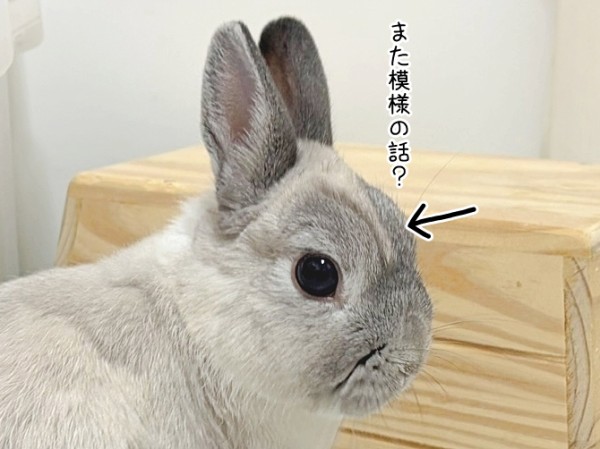 うさぎのルリ(6/3追記) : ブンチョ日誌 Powered by ライブドアブログ