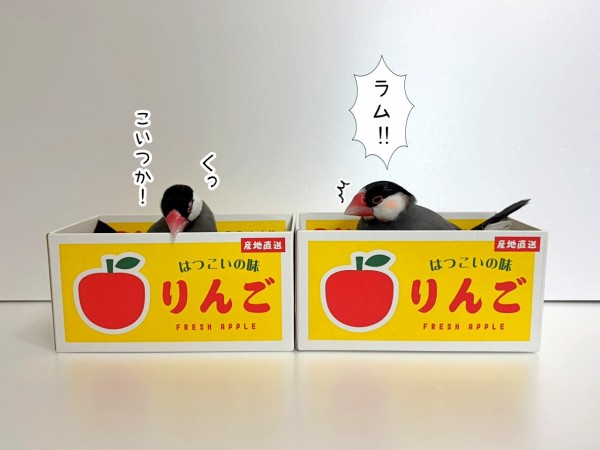 快適な文鳥と寂しい文鳥 : ブンチョ日誌 Powered by ライブドアブログ