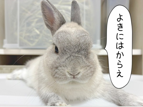 うさぎのルリ(8/16追記) : ブンチョ日誌 Powered by ライブドアブログ