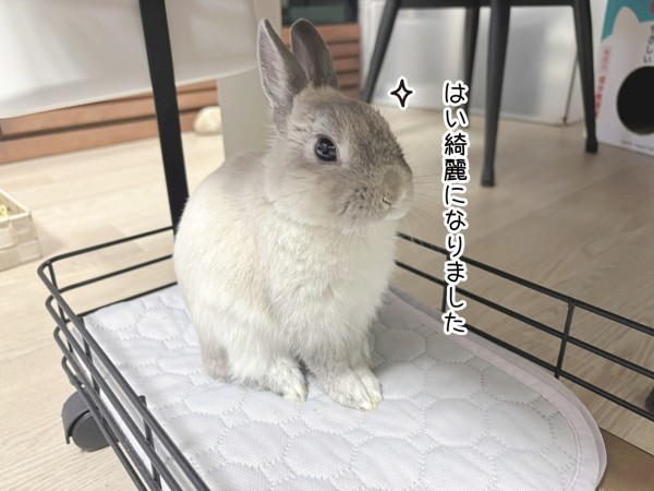 うさぎのルリ(3/8追記) : ブンチョ日誌 Powered by ライブドアブログ
