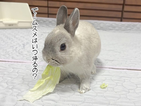 うさぎのルリ(6/18追記) : ブンチョ日誌 Powered by ライブドアブログ
