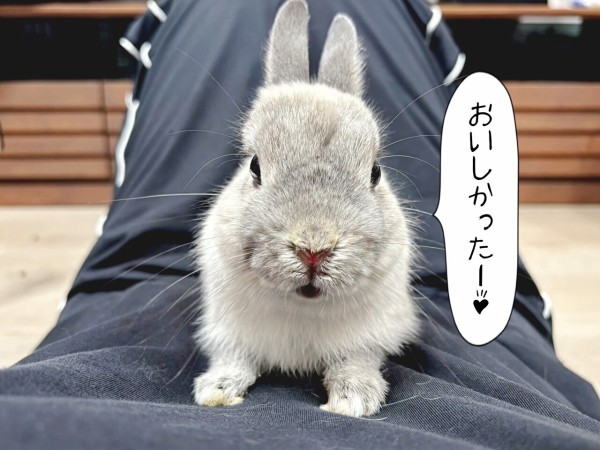 うさぎのルリ(1/15追記) : ブンチョ日誌 Powered by ライブドアブログ