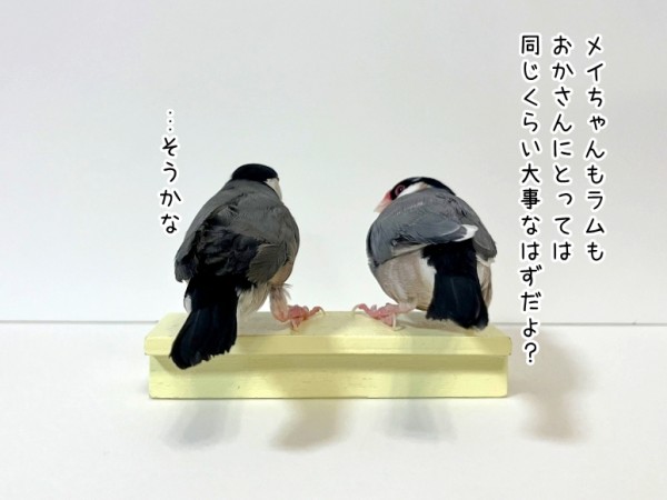 我が家の文鳥の歴史の話 : ブンチョ日誌 Powered by ライブドア