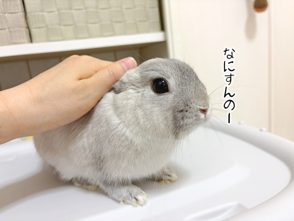 うさぎのルリ(6/16追記) : ブンチョ日誌 Powered by ライブドアブログ
