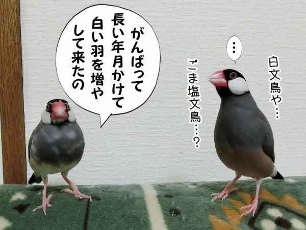 がんばって白文鳥へ ブンチョ日誌 Powered By ライブドアブログ