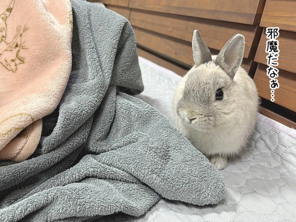 うさぎのルリ(2/26追記) : ブンチョ日誌 Powered by ライブドアブログ