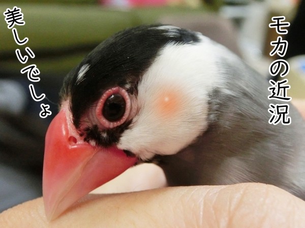 3羽の近況報告 : ブンチョ日誌 Powered by ライブドアブログ