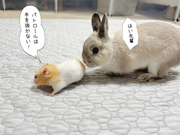 ハムスターうさぎぱんだりす ハムスターのプリンとうさぎのルリ(2/2追記) : ブンチョ日誌 Powered