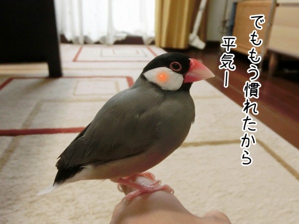レモン文鳥 : ブンチョ日誌 Powered by ライブドアブログ