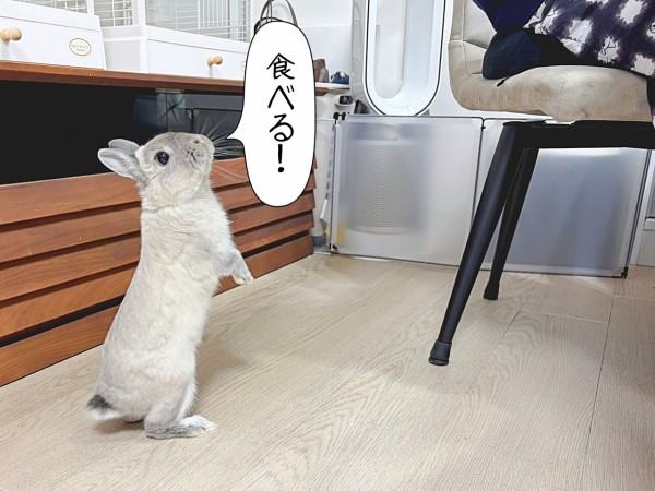 うさぎのルリ(5/8追記) : ブンチョ日誌 Powered by ライブドアブログ