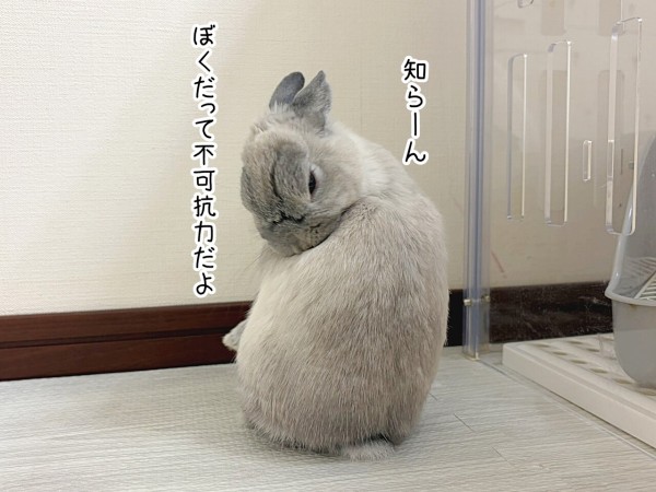 うさぎのルリ(5/24追記) : ブンチョ日誌 Powered by ライブドアブログ