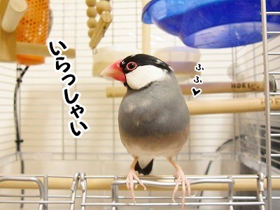 ビジョンの鳥かご、私流の使い方 : ブンチョ日誌 Powered by ライブドアブログ