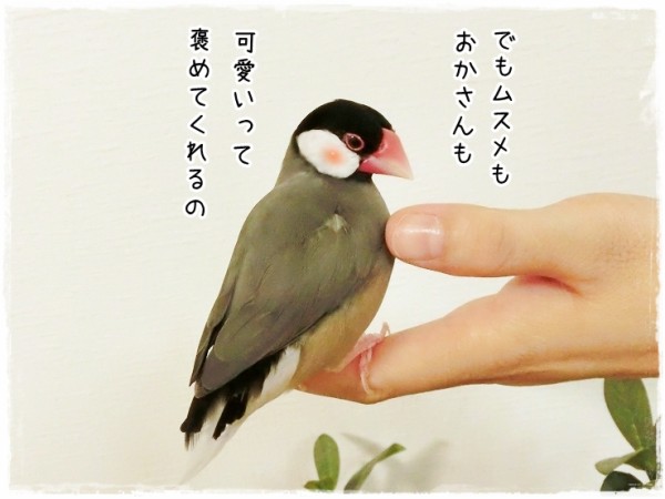 昔懐かしの〇〇〇文鳥 : ブンチョ日誌 Powered by ライブドアブログ